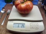 KOZULA 137 TOMATO