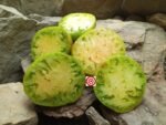 Karen Olivier Taiga Tomato