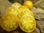 Lemon Boy F3 Tomato