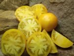 LEMON BOY F3 YELLOW TOMATOES