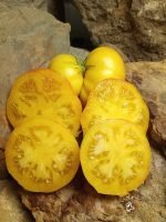 LIVINGSTON'S GOLDEN QUEEN BEEFSTEAK TOMATOES
