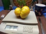 LIVINGSTON'S GOLDEN QUEEN HEIRLOOM TOMATO
