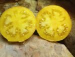 LIVINGSTON'S GOLDEN QUEEN SLICING TOMATOES