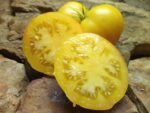 Livingston's Golden Queen Tomato