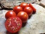 LOFTHOUSE LANDRACE INDETERMINATE TOMATOES
