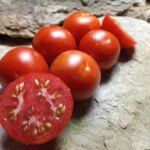 LOFTHOUSE LANDRACE INDETERMINATE TOMATOES