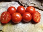LOFTHOUSE LANDRACE NEW TOMATOES