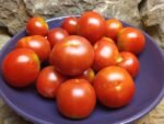 LOFTHOUSE LANDRACE OPEN POLLINATE TOMATOES