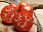 LOFTHOUSE LANDRACE SALAD TOMATOES