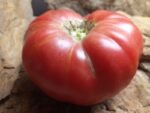 MAC'S PRIDE - BIG MAC PL RED TOMATOES