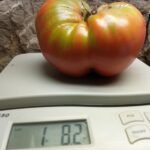 MAC'S PRIDE BIG MAC PL TOMATO 1 POUND PLUS