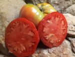 MAC'S PRIDE PL SANDWICH TOMATOES