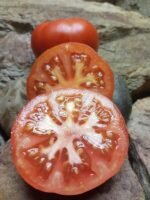 MIAMI COUNTY INDETERMINATE TOMATOES