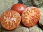 MIAMI COUNTY RED TOMATOES