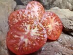 MIAMI COUNTY SLICING TOMATOES