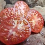 MIAMI COUNTY SLICING TOMATOES