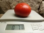 Miami County Tomato