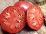 Mortgage Lifter Red Tomato - Image 3