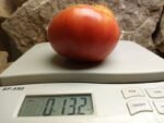 Mortgage Lifter Red Tomato - Image 6