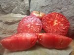 OLIVE HILL INDETERMINATE TOMATOES