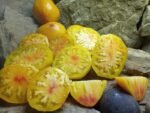 ORANGE RUSSIAN 117 BICOLORED TOMATOES