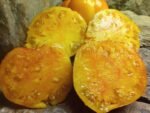 ORANGE RUSSIAN 117 INDETERMINATE TOMATOES