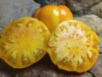 ORANGE RUSSIAN 117 OXHEART TOMATOES