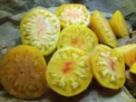 ORANGE RUSSIAN 117 TOMATOES