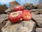 Olive Hill Tomato.