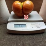 Oncle Remi Tomato Seeds