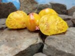 Orange Russian 117 Tomato