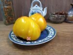 Orange Russian 117 Tomato Oxheart Tomatoes.