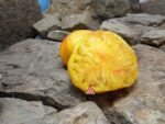 Orange Russian 117 Tomato - Image 3