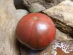 PANTHER BEEFSTEAK TOMATOES