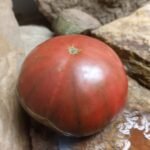 PANTHER BEEFSTEAK TOMATOES