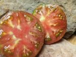 PANTHER INDTERMINATE TOMATOES