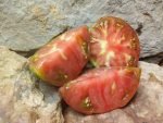 PANTHER WELL KNOWN BREEDERS TOMATOES