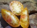 PAW PAW BICOLORED TOMATOES