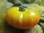 PAW PAW SLICING TOMATOES