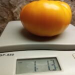 Peaches And Cream Tomato