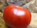 Pink Flamingo Tomato - Image 2