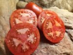 Pink Flamingo Tomato - Image 6