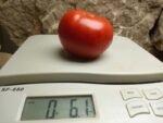 Pink Flamingo Tomato - Image 7