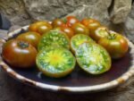 PIT VIPER DWARF INDETERMINATE TOMATOES
