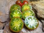 PIT VIPER DWARF NEW TOMATOES