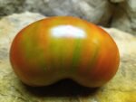 PIT VIPER DWARF TOMATO WELL KNOWN BREEDERS