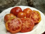PIXIE STRIPED DWARF BICOLORED TOMATOES
