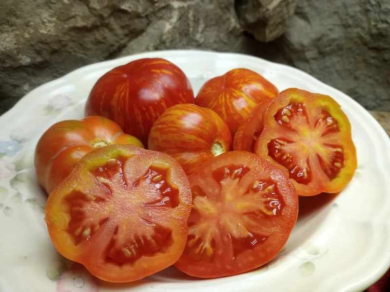 PIXIE STRIPED DWARF BICOLORED TOMATOES