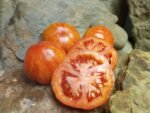 PIXIE STRIPED DWARF INDETERMINATE TOMATOES