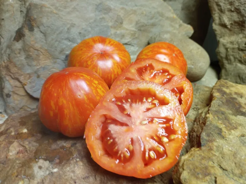 PIXIE STRIPED DWARF INDETERMINATE TOMATOES
